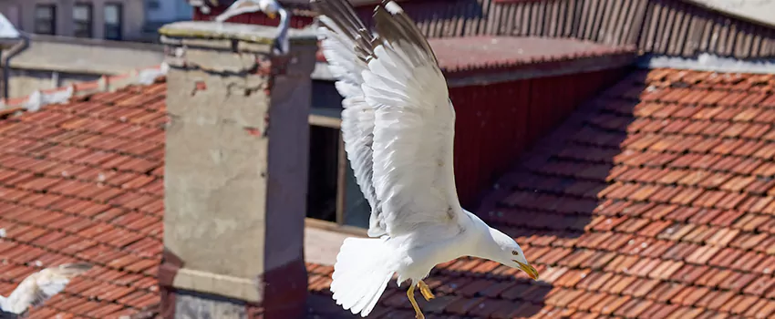 Residential Chimney Animal Removal Solution in Griffith, IN